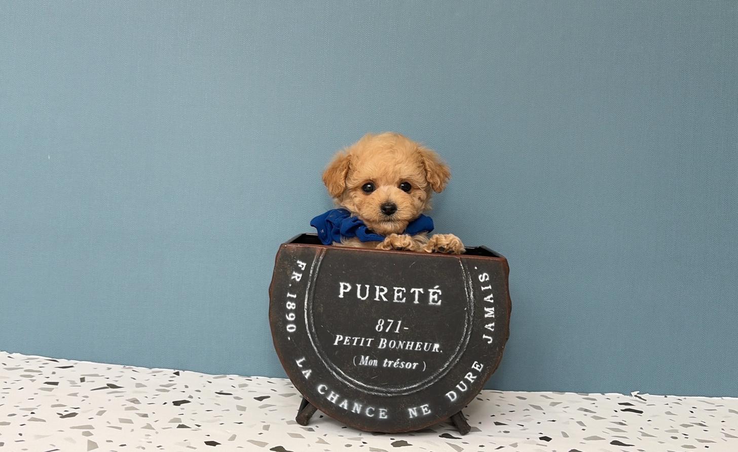 福岡県のトイプードル(タイニー) (ぱぴぷぺっと福岡店/2026年2月19日生まれ/男の子/クリーム)の子犬の4枚目の画像