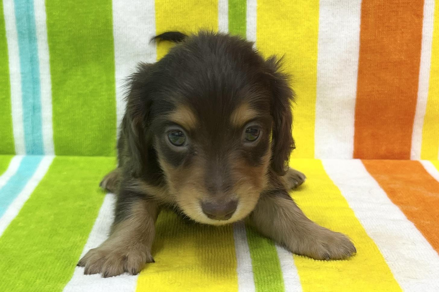 愛知県のミニチュアダックスフンド(ロング) (ハピースペット一宮三条アミーゴ店/2025年11月24日生まれ/男の子/チョコレートタン)の子犬の1枚目の画像