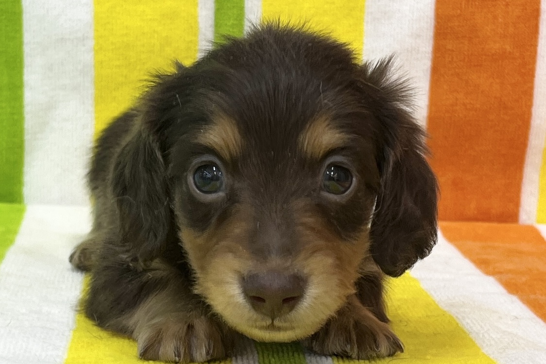 愛知県のミニチュアダックスフンド(ロング) (ハピースペット一宮三条アミーゴ店/2025年11月24日生まれ/男の子/チョコレートタン)の子犬の2枚目の画像