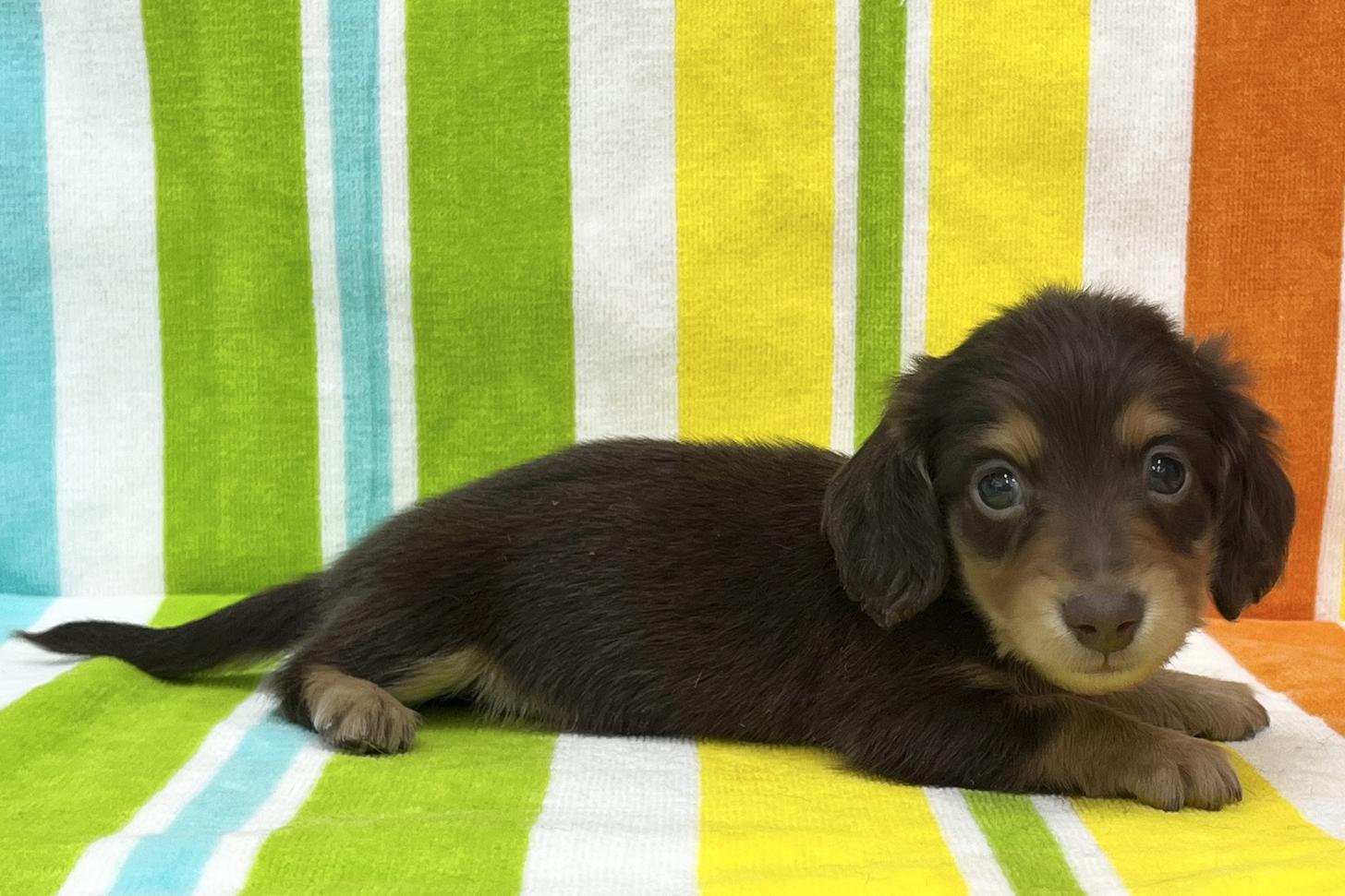 愛知県のミニチュアダックスフンド(ロング) (ハピースペット一宮三条アミーゴ店/2025年11月24日生まれ/男の子/チョコレートタン)の子犬の4枚目の画像