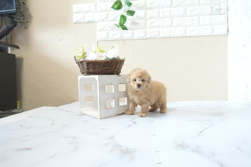 滋賀県のトイプードル(トイ) (いっぷく湖南店/2026年4月4日生まれ/男の子/オレンジフォーン)の子犬の1枚目の画像