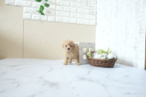 滋賀県のトイプードル(トイ) (いっぷく湖南店/2026年4月4日生まれ/男の子/オレンジフォーン)の子犬の2枚目の画像