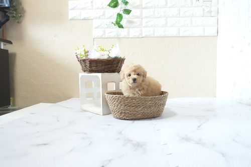 滋賀県のトイプードル(トイ) (いっぷく湖南店/2026年4月4日生まれ/男の子/オレンジフォーン)の子犬の3枚目の画像