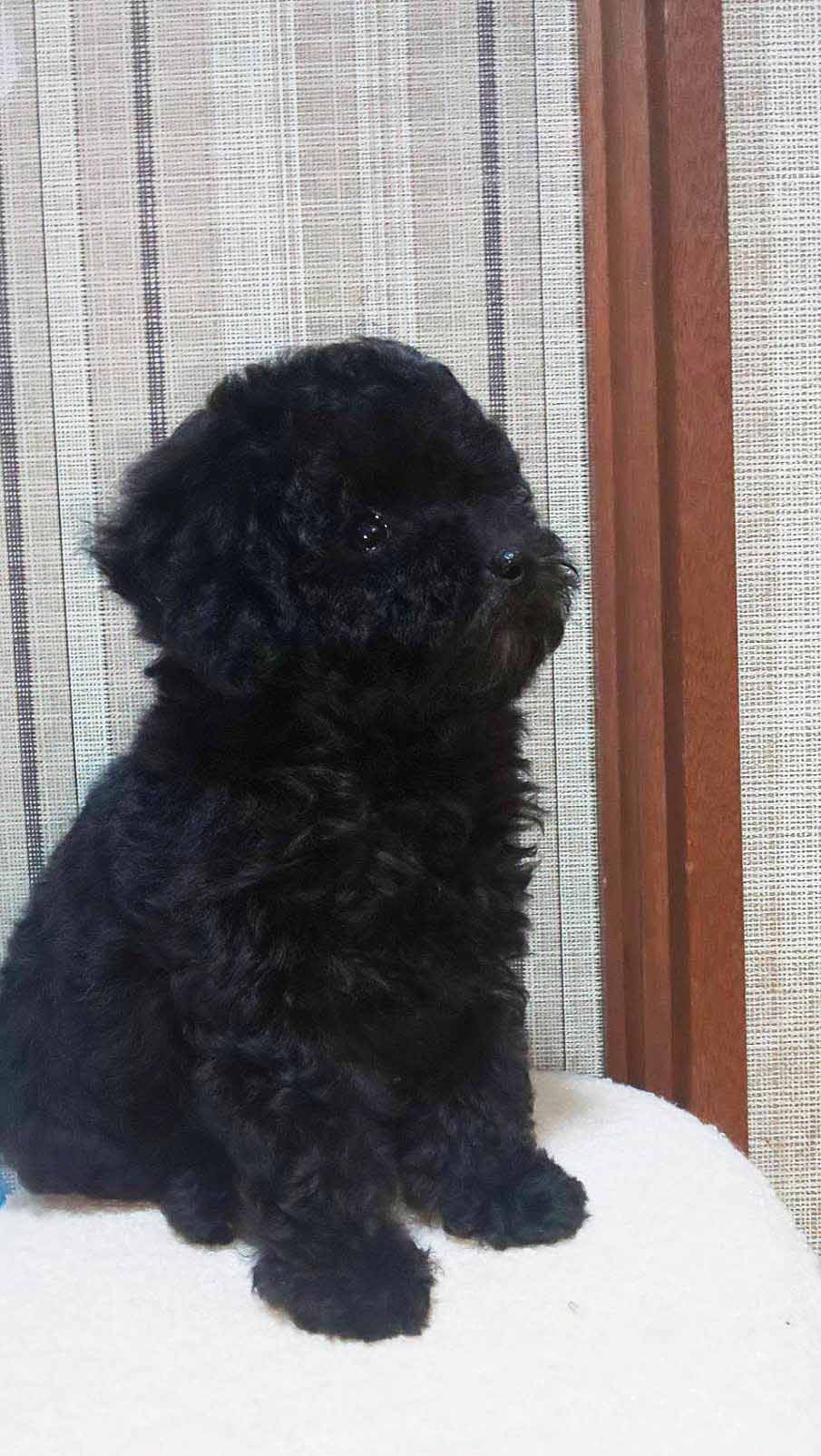 群馬県のタイニープードル (ペットハウステレサ/2025年6月23日生まれ/女の子/ブラック)の子犬の2枚目の画像