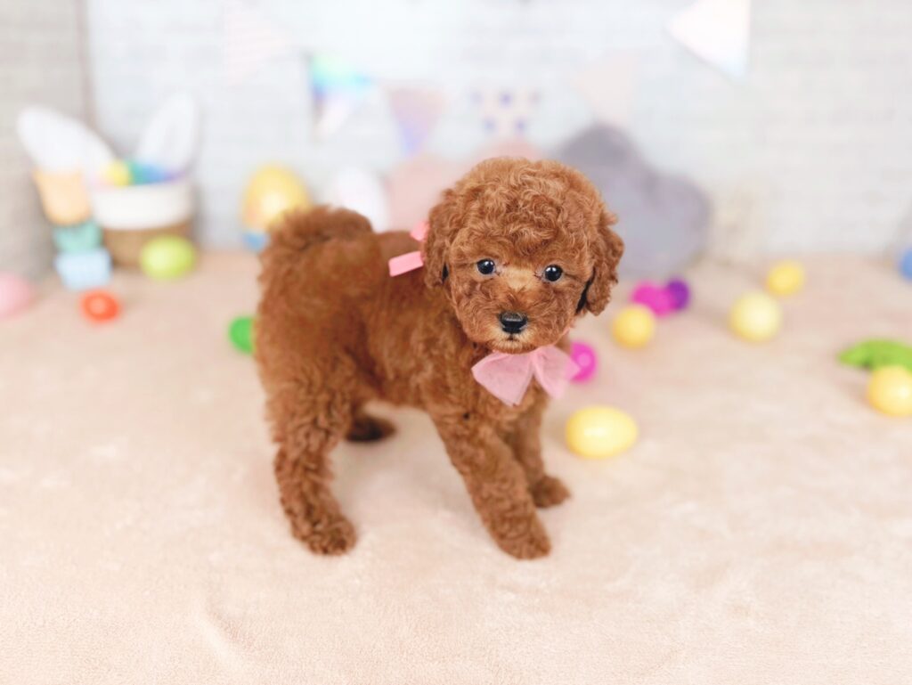 北海道のトイプードル(トイ) (ペットショップだんぼ/2026年7月16日生まれ/女の子/レッド)の子犬の1枚目の画像