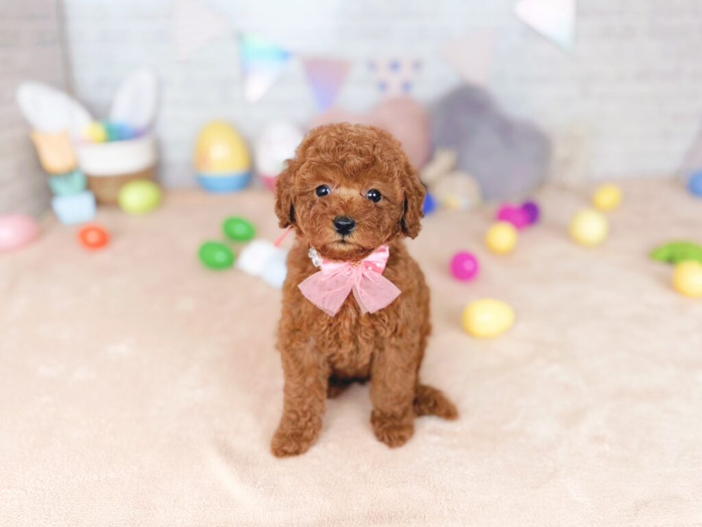 北海道のトイプードル(トイ) (ペットショップだんぼ/2026年7月16日生まれ/女の子/レッド)の子犬の1枚目の画像