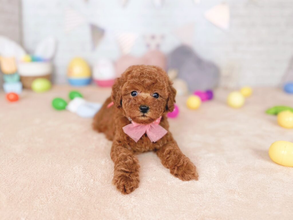 北海道のトイプードル(トイ) (ペットショップだんぼ/2026年7月16日生まれ/女の子/レッド)の子犬の2枚目の画像
