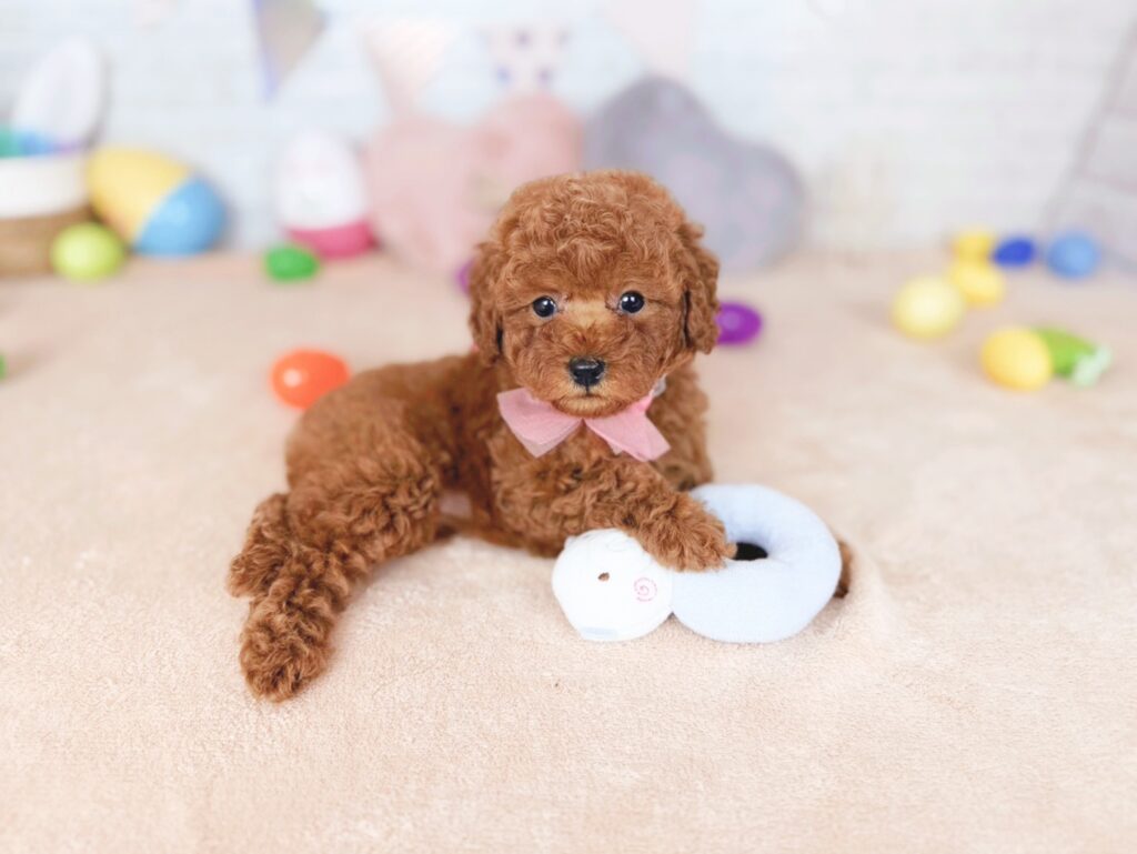 北海道のトイプードル(トイ) (ペットショップだんぼ/2026年7月16日生まれ/女の子/レッド)の子犬の3枚目の画像