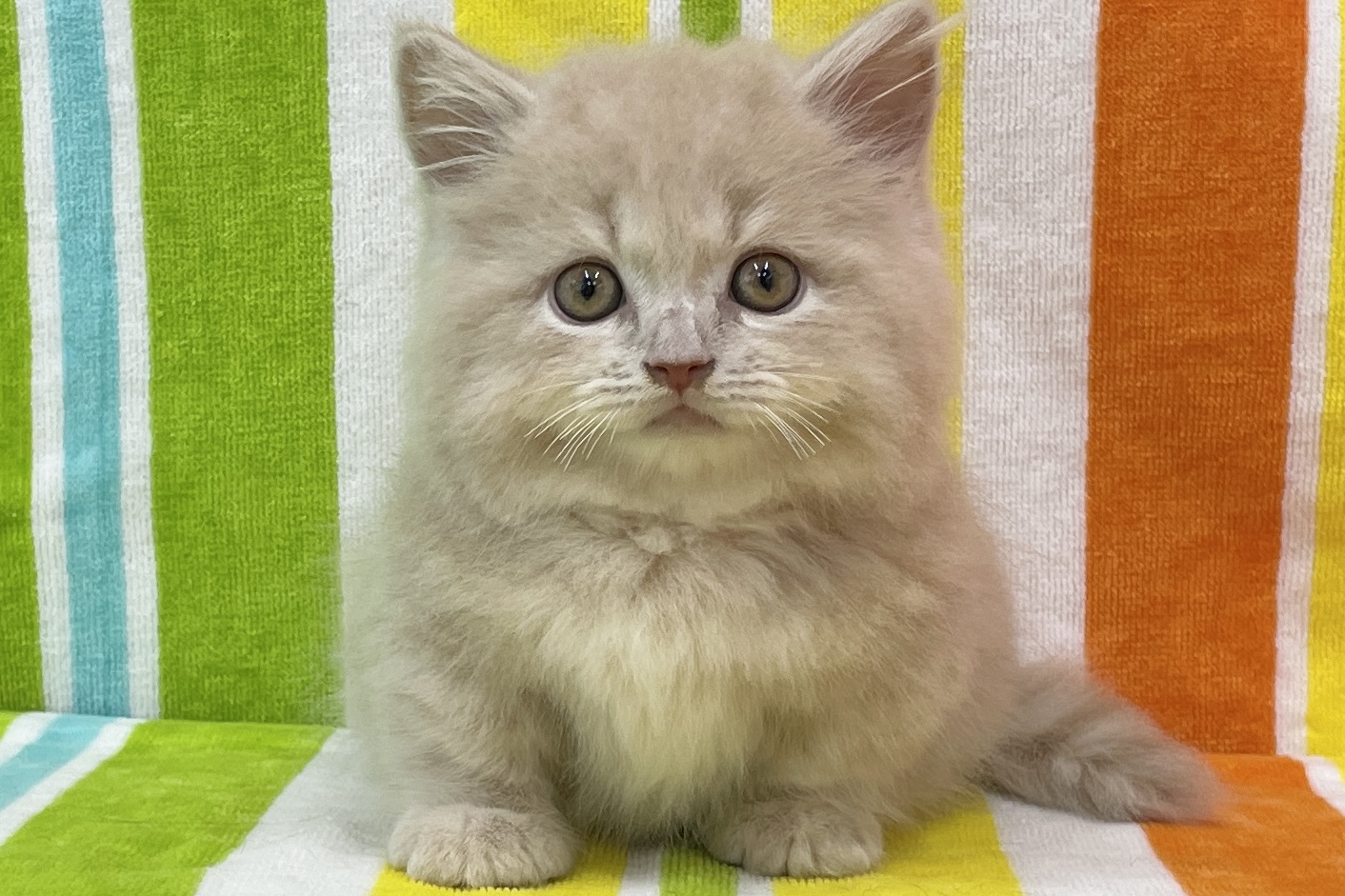 愛知県のマンチカン (ハピースペット一宮三条アミーゴ店/2026年6月30日生まれ/男の子/クリーム)の子猫の1枚目の画像