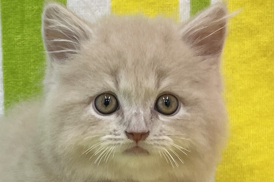 愛知県のマンチカン (ハピースペット一宮三条アミーゴ店/2026年6月30日生まれ/男の子/クリーム)の子猫の2枚目の画像