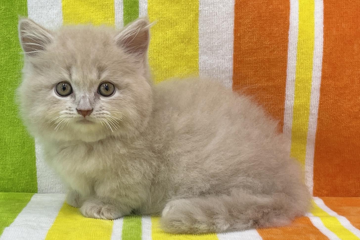 愛知県のマンチカン (ハピースペット一宮三条アミーゴ店/2026年6月30日生まれ/男の子/クリーム)の子猫の3枚目の画像