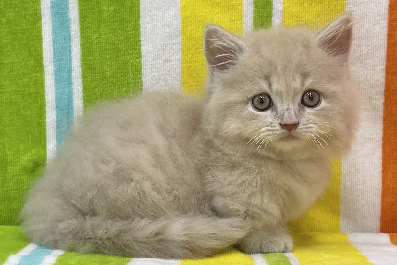 愛知県のマンチカン (ハピースペット一宮三条アミーゴ店/2026年6月30日生まれ/男の子/クリーム)の子猫の4枚目の画像
