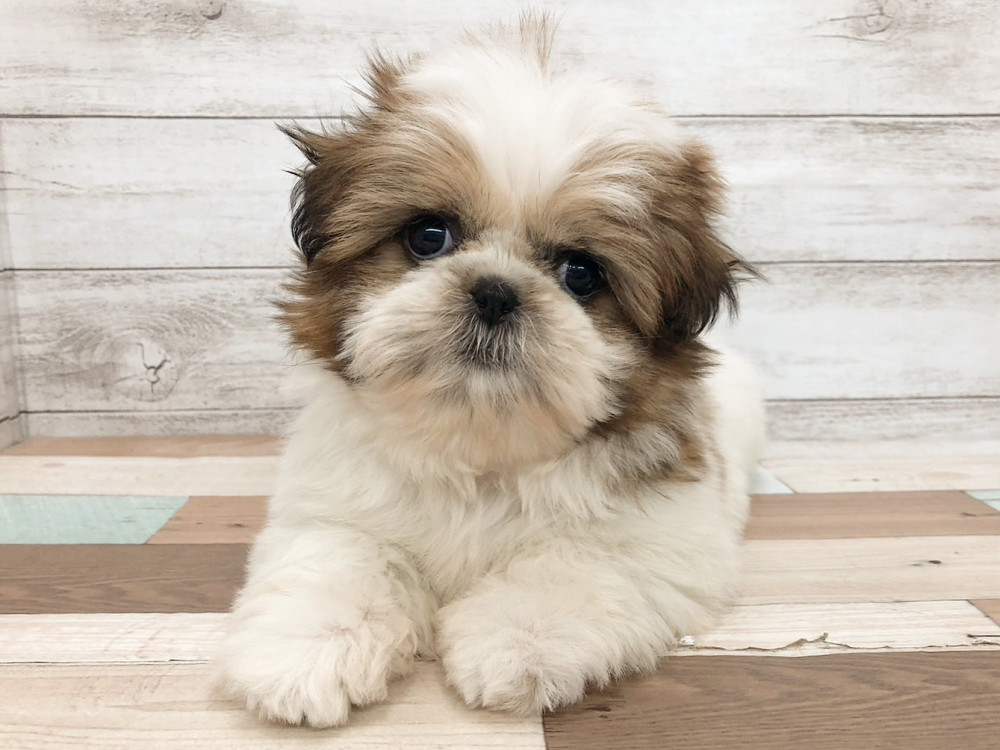 新潟県のシーズー (竹内ペット 白根店/2025年9月28日生まれ/女の子/ゴールド＆ホワイト)の子犬