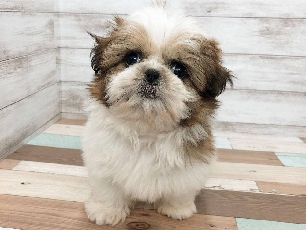 新潟県のシーズー (竹内ペット 白根店/2025年9月28日生まれ/女の子/ゴールド＆ホワイト)の子犬の2枚目の画像