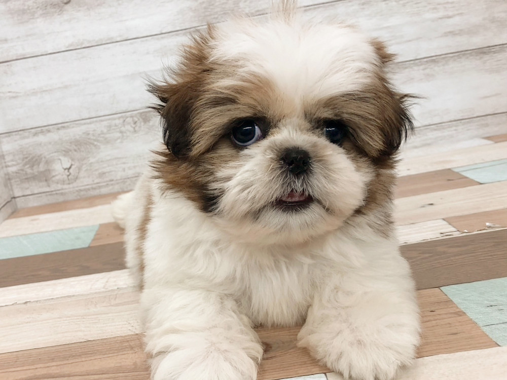 新潟県のシーズー (竹内ペット 白根店/2025年9月28日生まれ/女の子/ゴールド＆ホワイト)の子犬の3枚目の画像