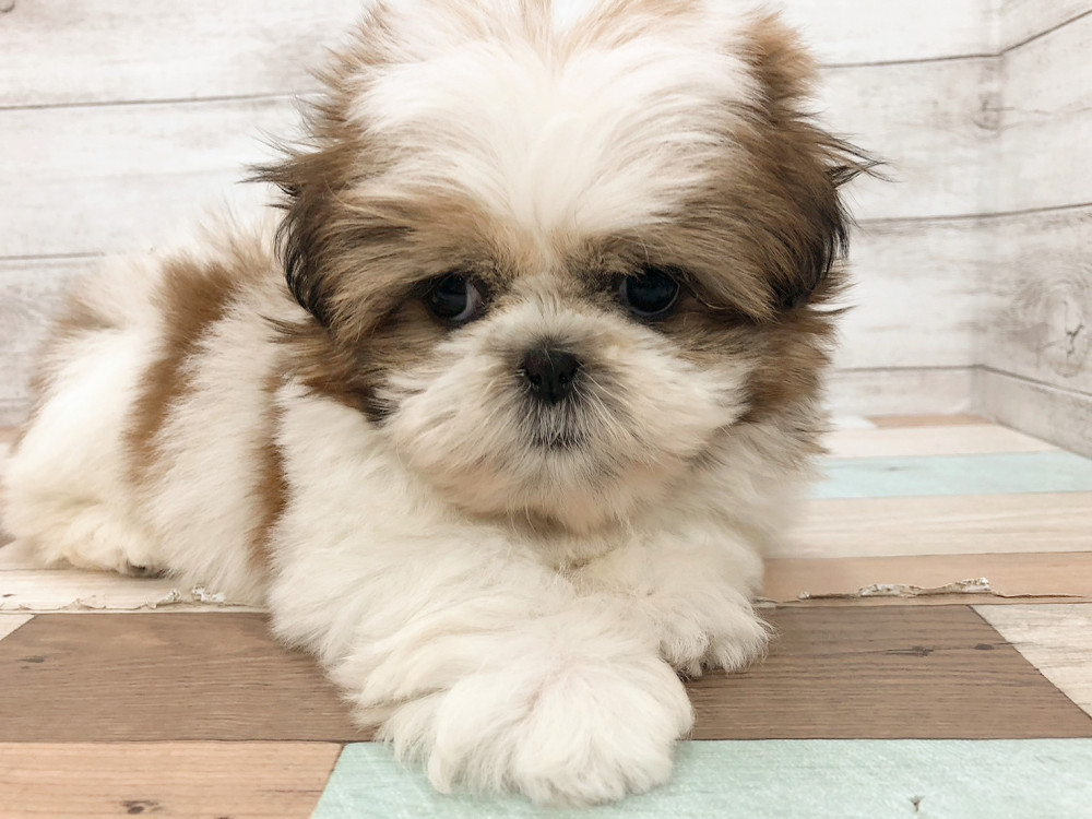 新潟県のシーズー (竹内ペット 白根店/2025年9月28日生まれ/女の子/ゴールド＆ホワイト)の子犬の4枚目の画像