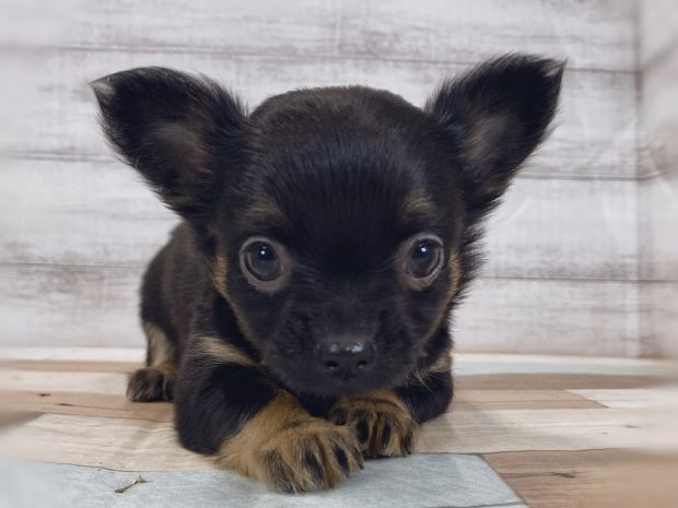 新潟県のチワワ(ロング) (竹内ペット 新津本店/2025年11月21日生まれ/女の子/ブラックタン)の子犬の1枚目の画像