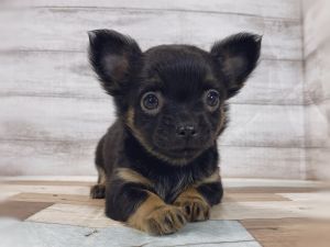 新潟県のチワワ(ロング) (竹内ペット 新津本店/2025年11月21日生まれ/女の子/ブラックタン)の子犬の2枚目の画像