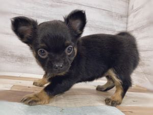 新潟県のチワワ(ロング) (竹内ペット 新津本店/2025年11月21日生まれ/女の子/ブラックタン)の子犬の3枚目の画像