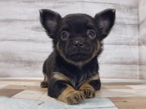 新潟県のチワワ(ロング) (竹内ペット 新津本店/2025年11月21日生まれ/女の子/ブラックタン)の子犬の4枚目の画像