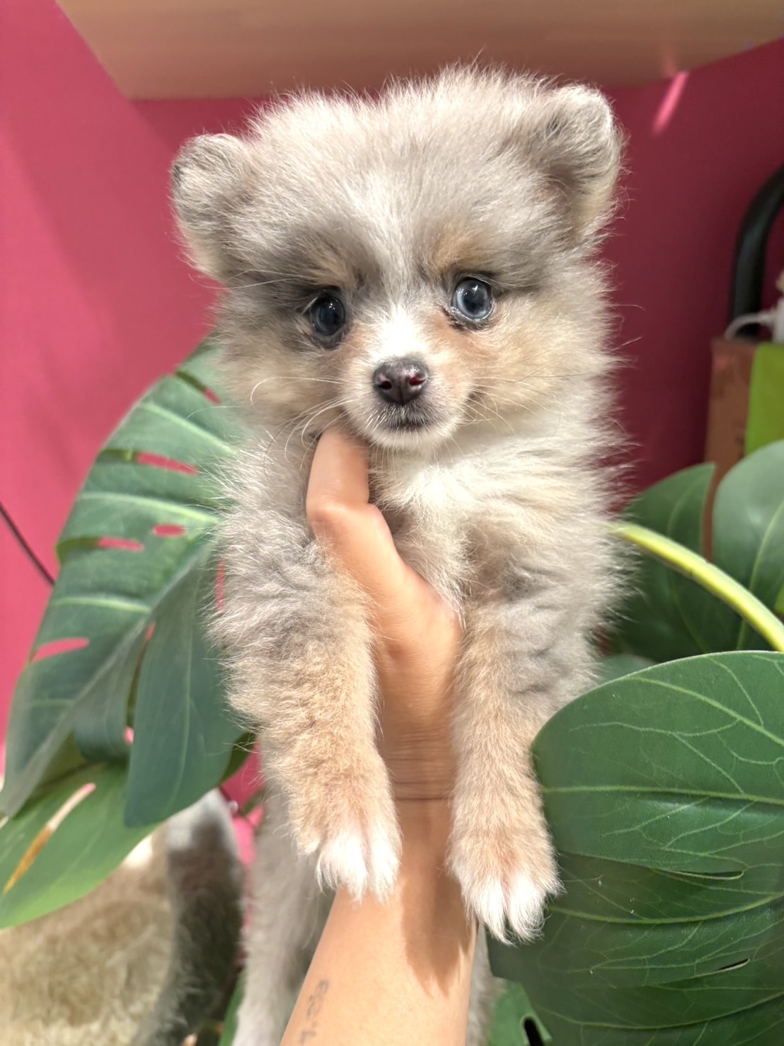 埼玉県のポメラニアン (PET SHOP Tiny tales/2026年7月14日生まれ/女の子/ブルーマールタンホワイト)の子犬の1枚目の画像