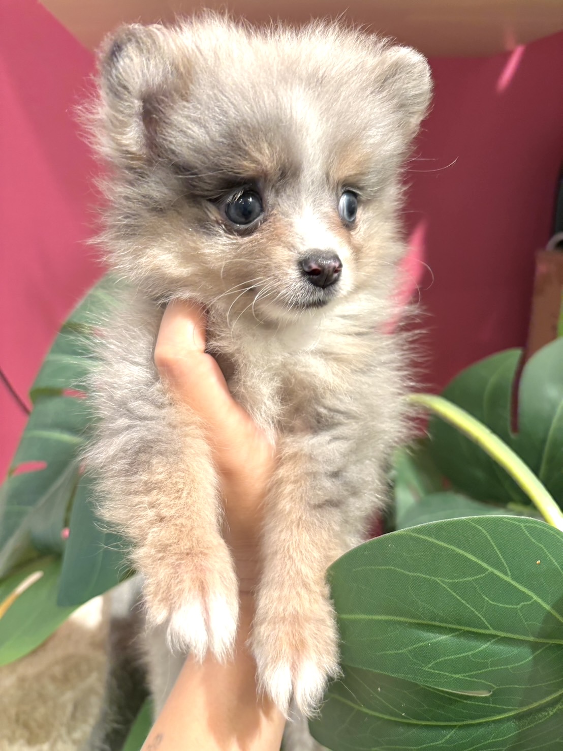 埼玉県のポメラニアン (PET SHOP Tiny tales/2026年7月14日生まれ/女の子/ブルーマールタンホワイト)の子犬の2枚目の画像