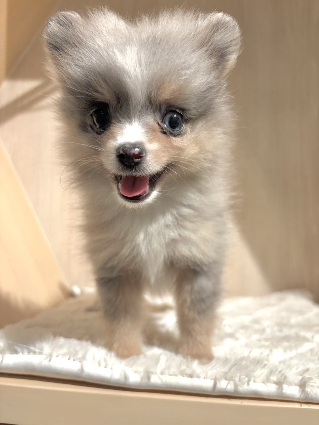 埼玉県のポメラニアン (PET SHOP Tiny tales/2026年7月14日生まれ/女の子/ブルーマールタンホワイト)の子犬の3枚目の画像