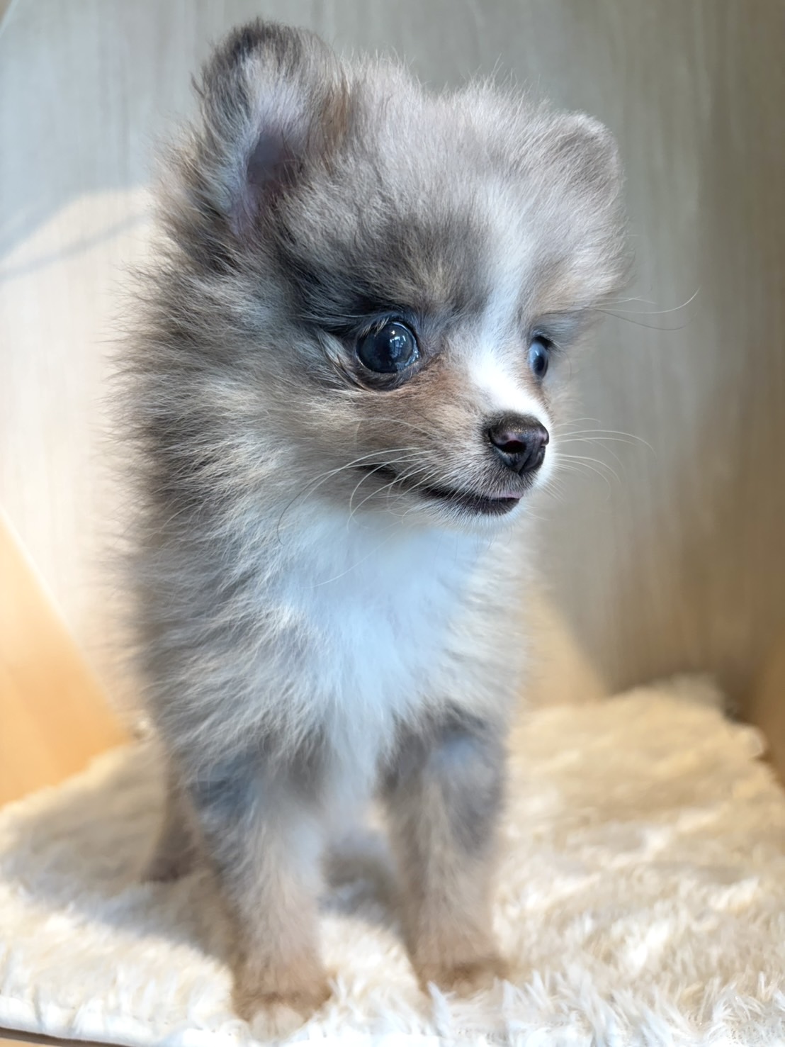 埼玉県のポメラニアン (PET SHOP Tiny tales/2026年7月14日生まれ/女の子/ブルーマールタンホワイト)の子犬の4枚目の画像