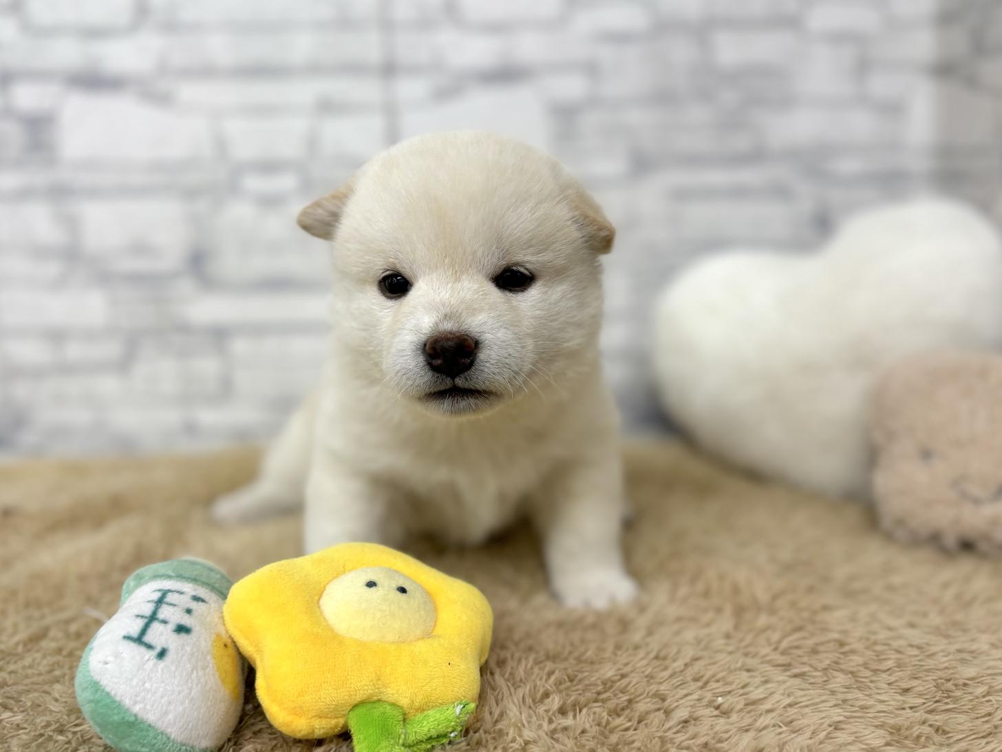 東京都の柴犬(標準サイズ) (ディスワン若葉台店/2024年9月27日生まれ/女の子/白)の子犬