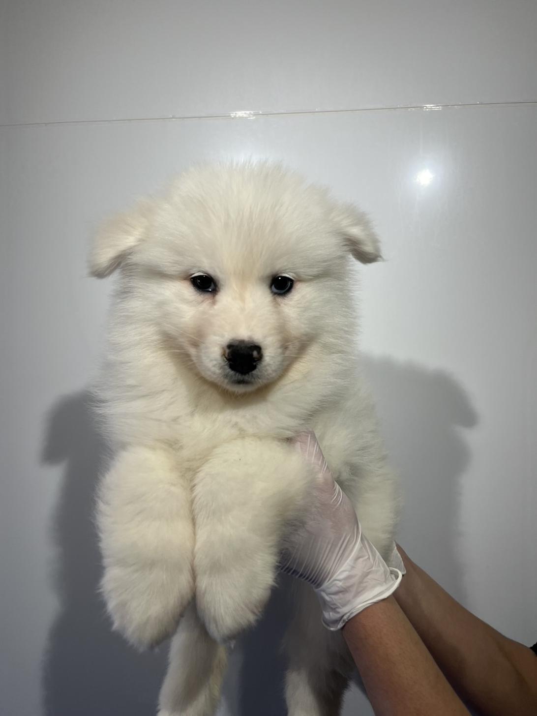 埼玉県のサモエド (ペッツスマイル加須インター店/2025年12月6日生まれ/女の子/ホワイト)の子犬の1枚目の画像