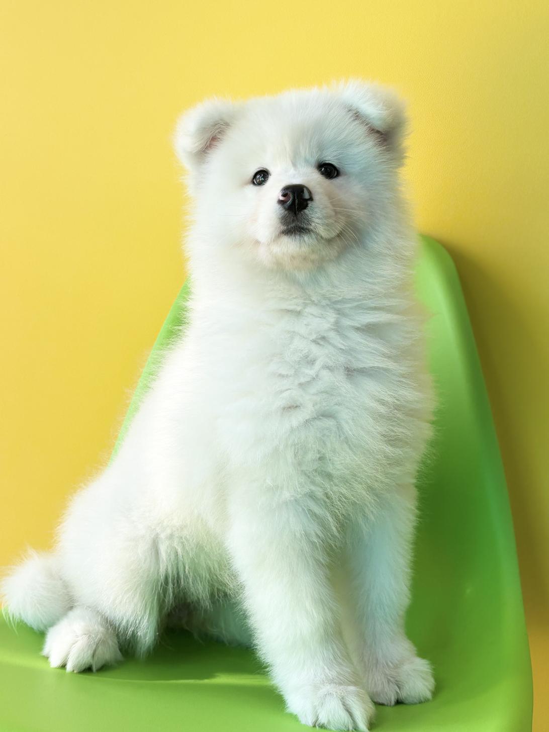 埼玉県のサモエド (ペッツスマイル加須インター店/2025年12月6日生まれ/女の子/ホワイト)の子犬の1枚目の画像