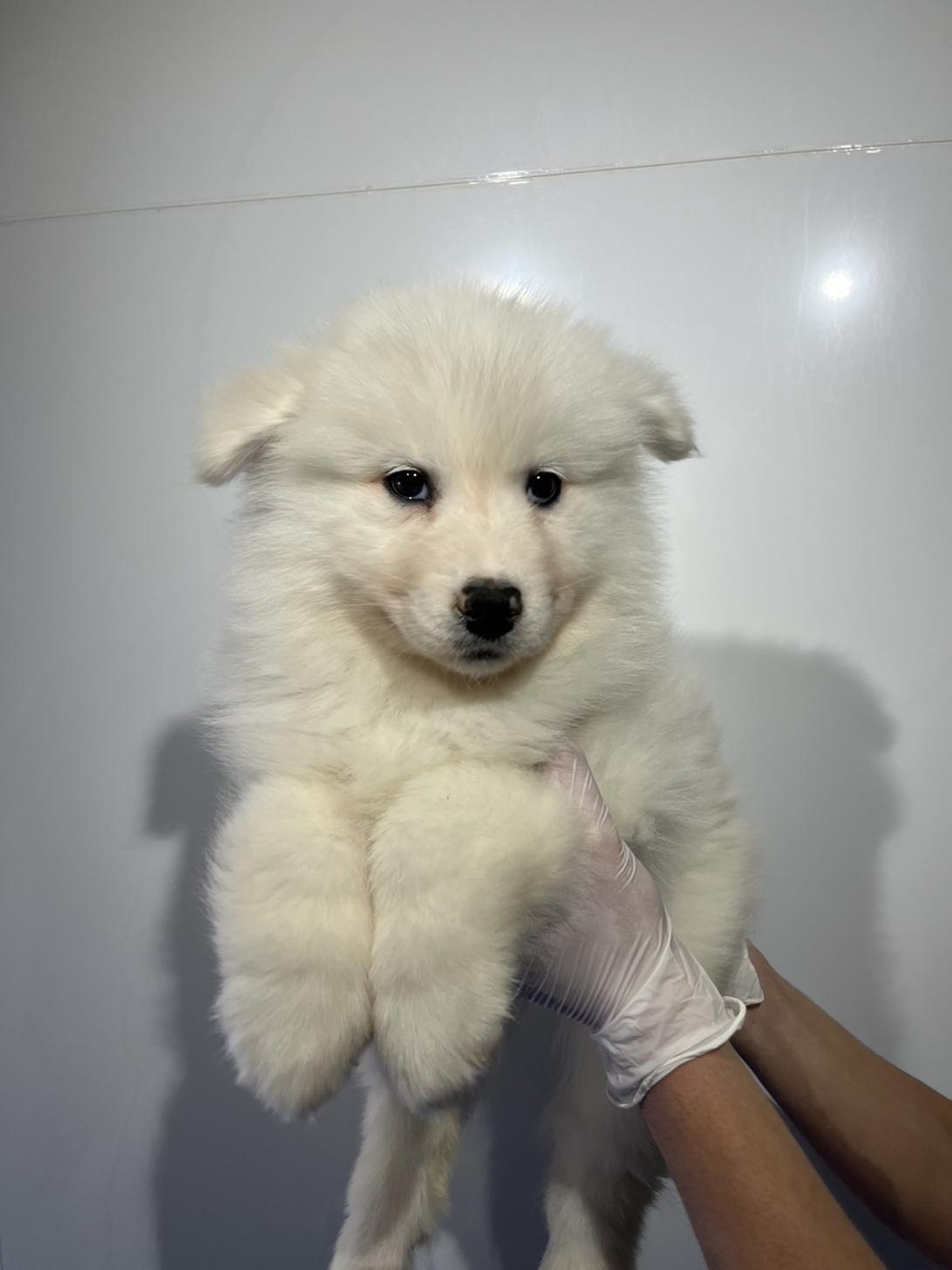 埼玉県のサモエド (ペッツスマイル加須インター店/2025年12月6日生まれ/女の子/ホワイト)の子犬の2枚目の画像