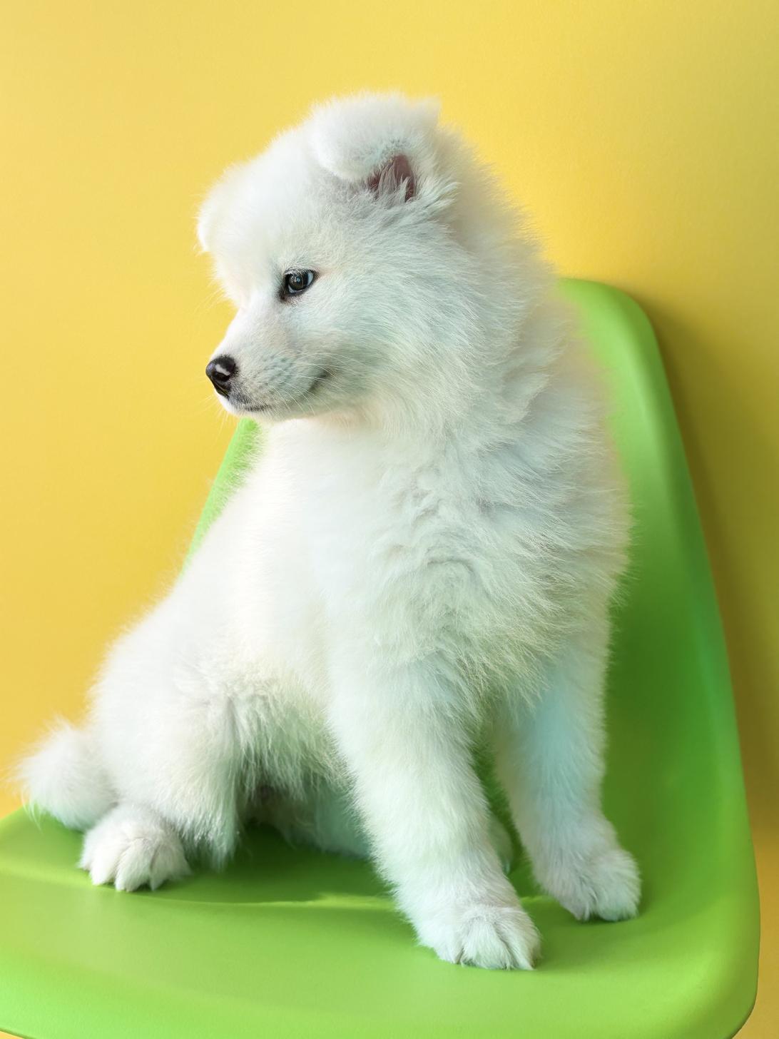 埼玉県のサモエド (ペッツスマイル加須インター店/2025年12月6日生まれ/女の子/ホワイト)の子犬の2枚目の画像