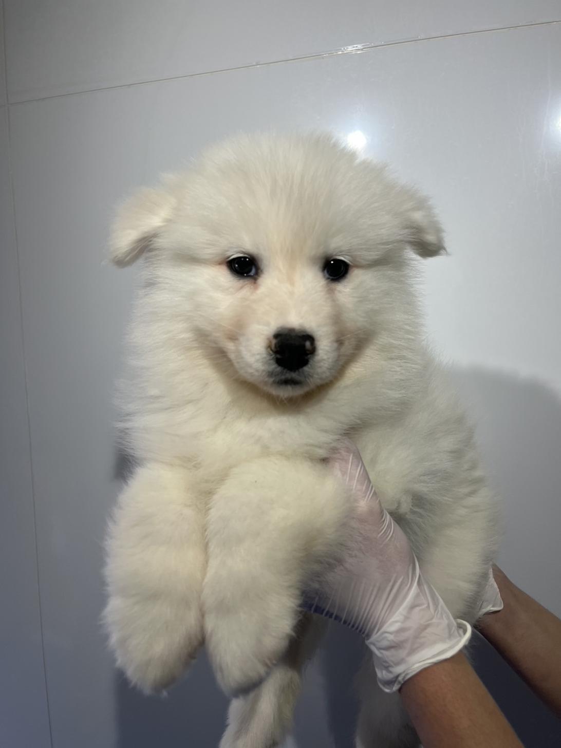 埼玉県のサモエド (ペッツスマイル加須インター店/2025年12月6日生まれ/女の子/ホワイト)の子犬の3枚目の画像
