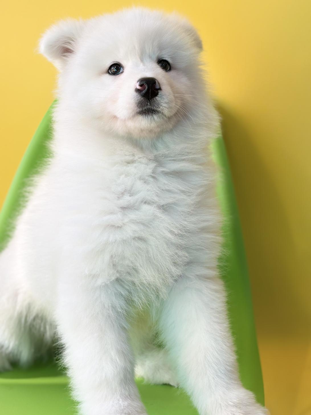 埼玉県のサモエド (ペッツスマイル加須インター店/2025年12月6日生まれ/女の子/ホワイト)の子犬の3枚目の画像