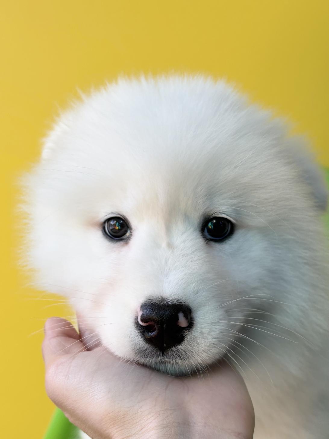 埼玉県のサモエド (ペッツスマイル加須インター店/2025年12月6日生まれ/女の子/ホワイト)の子犬の4枚目の画像