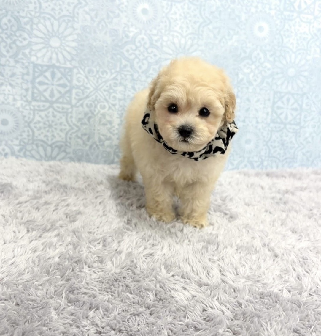 福岡県のトイプードル(タイニー) (ぱぴぷぺっと福岡店/2025年9月16日生まれ/男の子/クリーム)の子犬