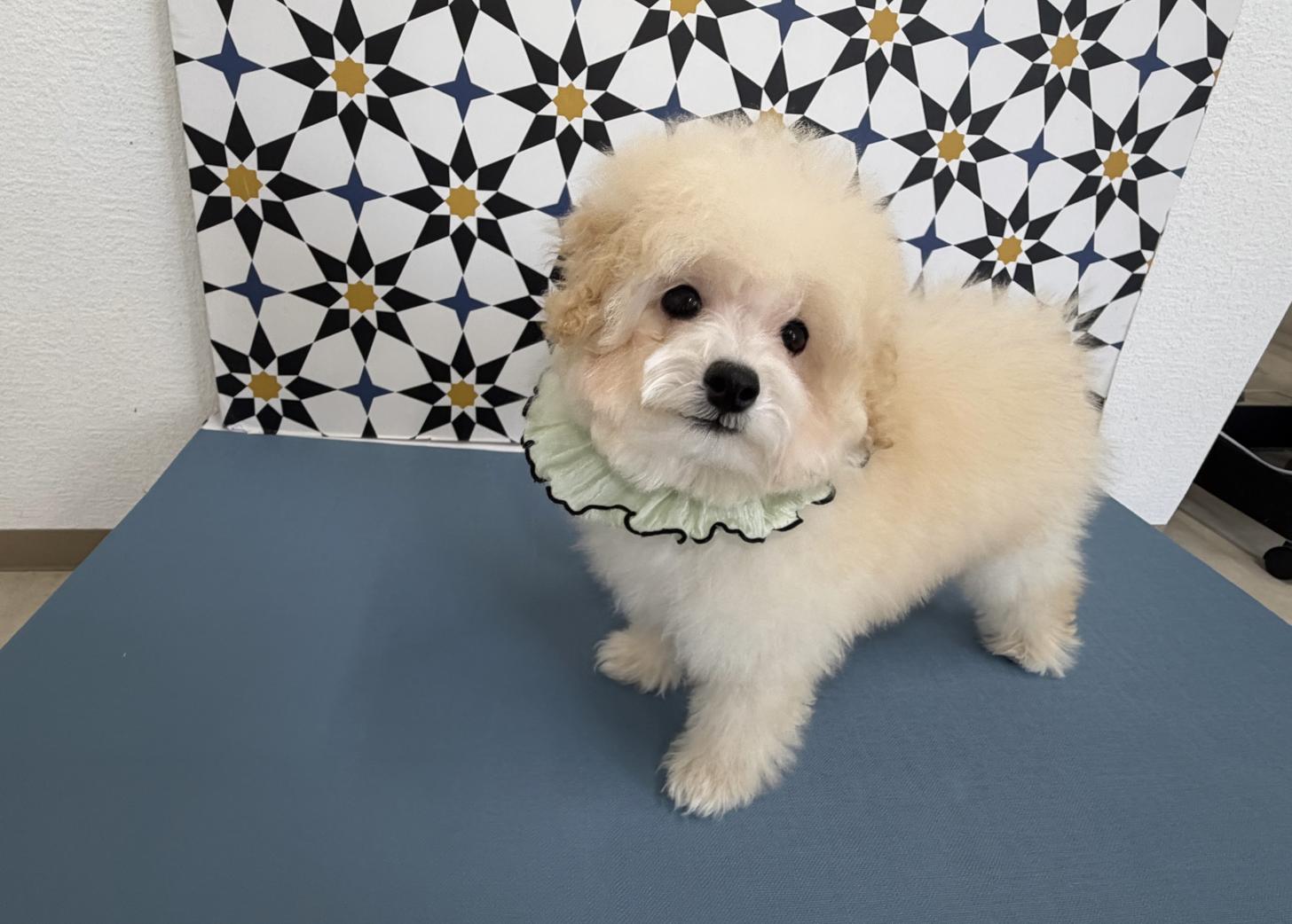 福岡県のトイプードル(タイニー) (ぱぴぷぺっと福岡店/2025年9月16日生まれ/男の子/クリーム)の子犬の1枚目の画像