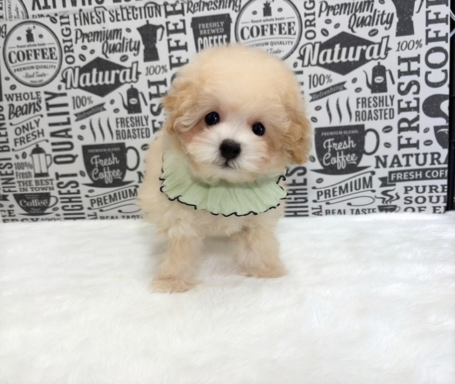 福岡県のトイプードル(タイニー) (ぱぴぷぺっと福岡店/2025年9月16日生まれ/男の子/クリーム)の子犬の1枚目の画像