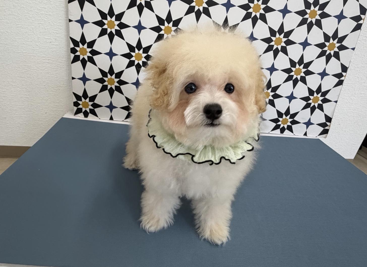 福岡県のトイプードル(タイニー) (ぱぴぷぺっと福岡店/2025年9月16日生まれ/男の子/クリーム)の子犬の2枚目の画像