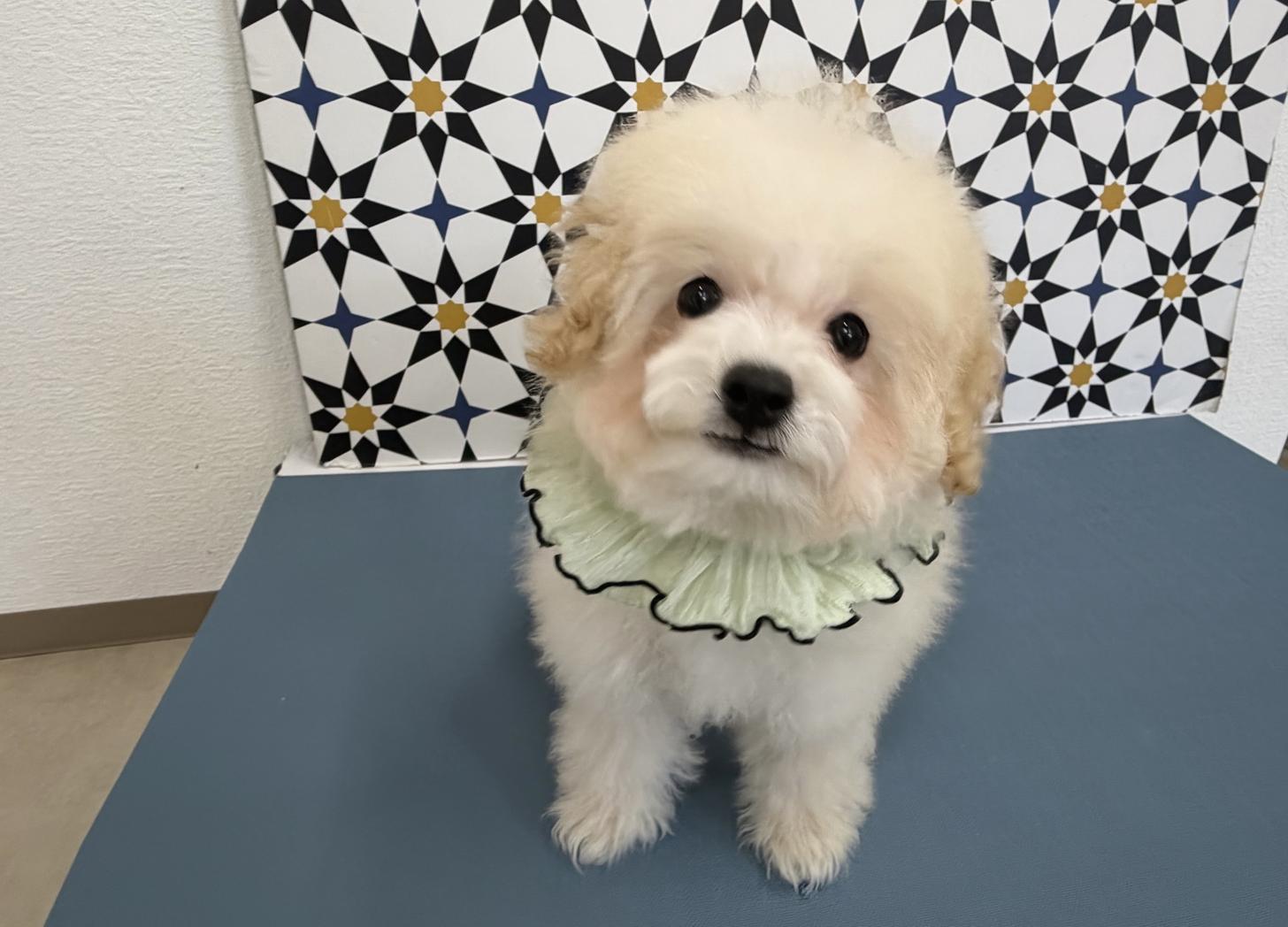 福岡県のトイプードル(タイニー) (ぱぴぷぺっと福岡店/2025年9月16日生まれ/男の子/クリーム)の子犬の3枚目の画像