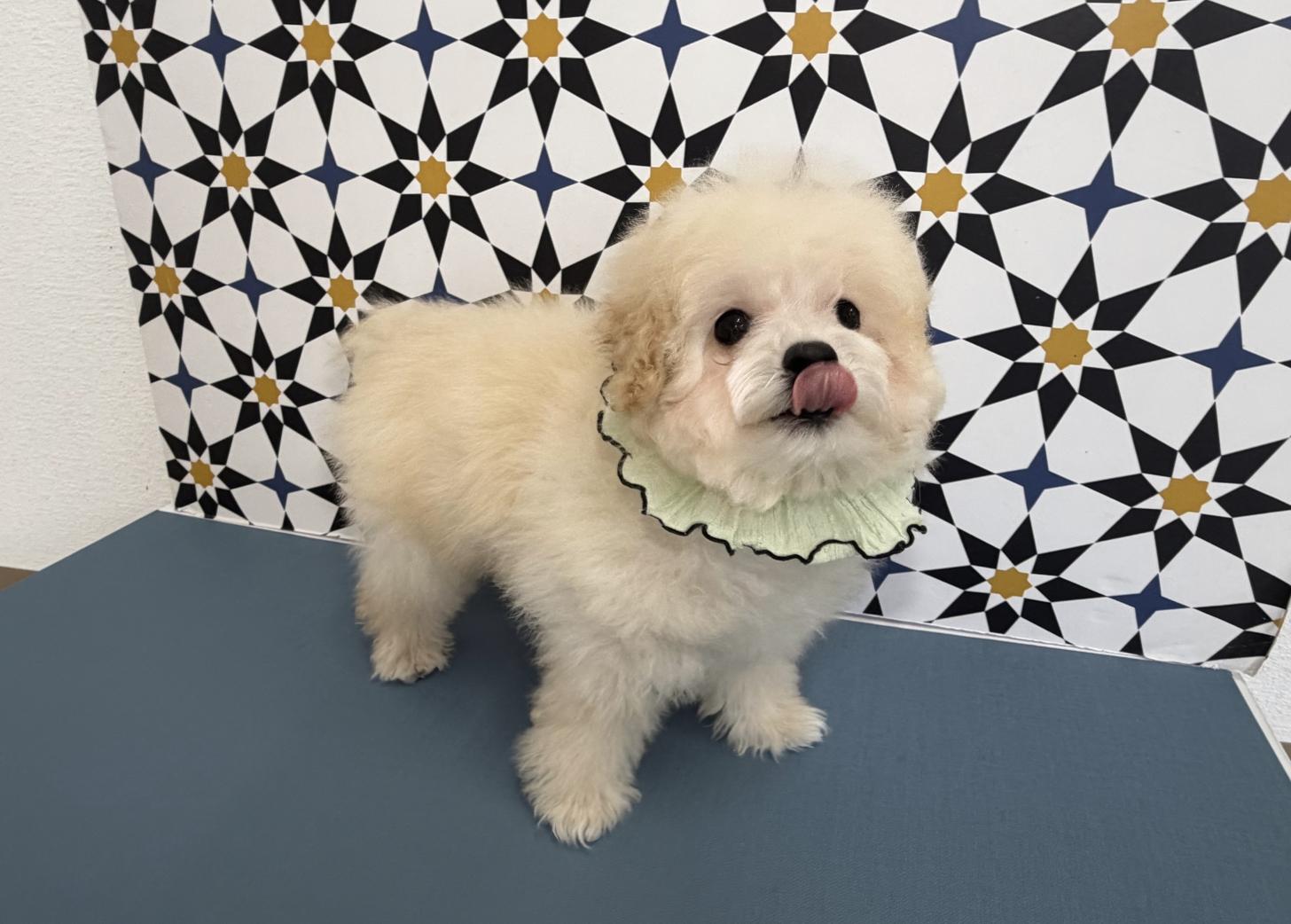 福岡県のトイプードル(タイニー) (ぱぴぷぺっと福岡店/2025年9月16日生まれ/男の子/クリーム)の子犬の4枚目の画像