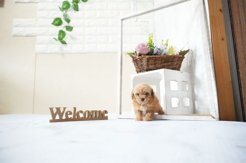 滋賀県のトイプードル(ティーカップ) (いっぷく湖南店/2025年11月20日生まれ/女の子/オレンジフォーン)の子犬の1枚目の画像