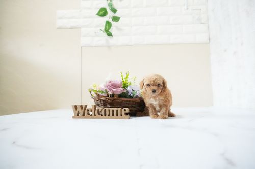 滋賀県のトイプードル(ティーカップ) (いっぷく湖南店/2025年11月20日生まれ/女の子/オレンジフォーン)の子犬の2枚目の画像