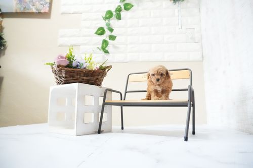 滋賀県のトイプードル(ティーカップ) (いっぷく湖南店/2025年11月20日生まれ/女の子/オレンジフォーン)の子犬の3枚目の画像