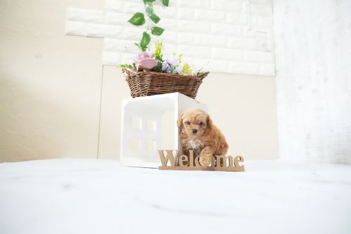 滋賀県のトイプードル(ティーカップ) (いっぷく湖南店/2025年11月20日生まれ/女の子/オレンジフォーン)の子犬の4枚目の画像