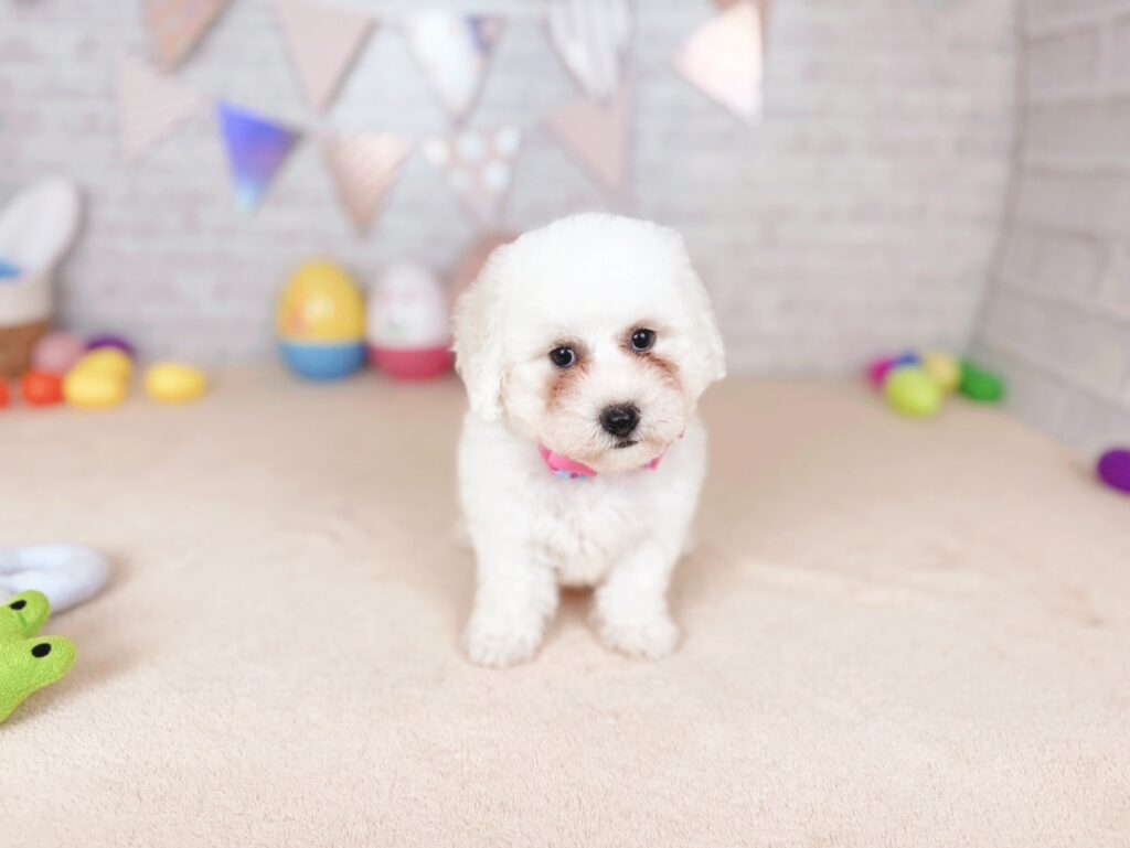 北海道のビションフリーゼ (ペットショップだんぼ/2026年5月28日生まれ/女の子/ホワイト)の子犬の1枚目の画像