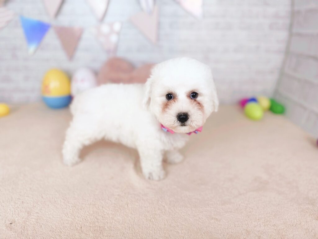 北海道のビションフリーゼ (ペットショップだんぼ/2026年5月28日生まれ/女の子/ホワイト)の子犬の3枚目の画像