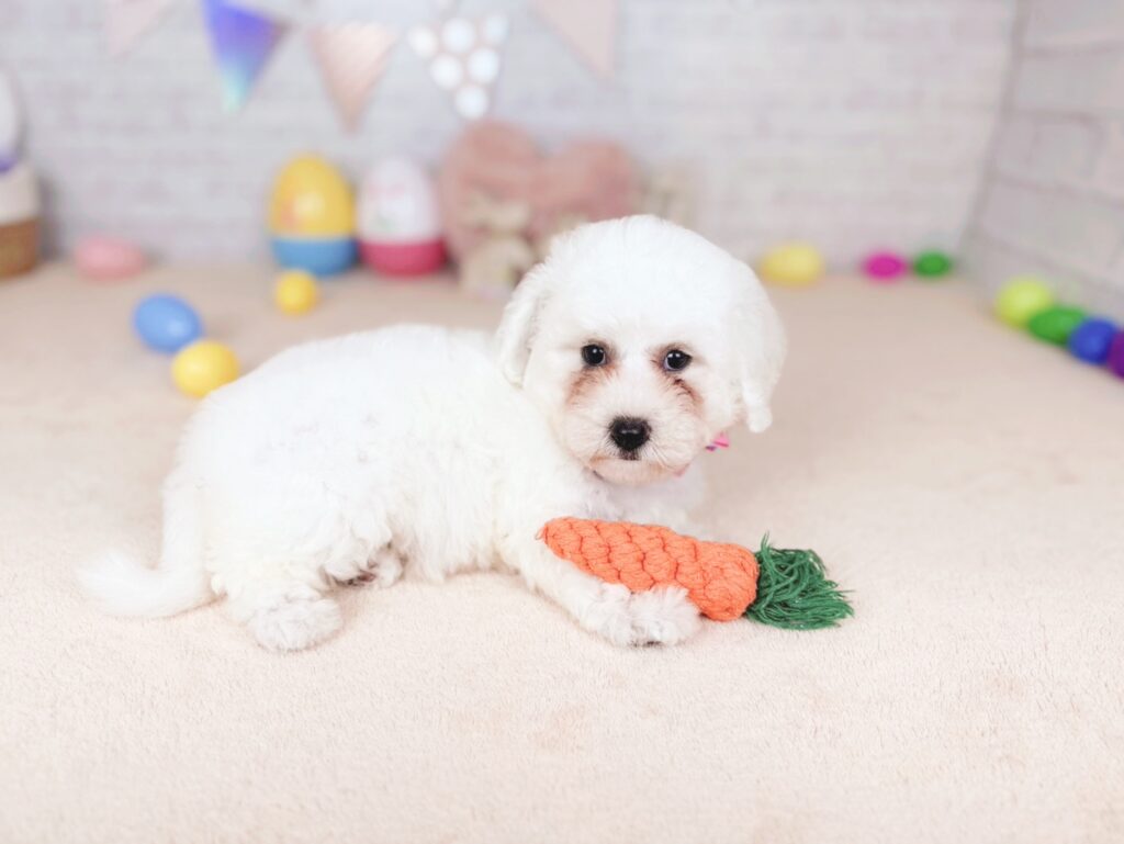北海道のビションフリーゼ (ペットショップだんぼ/2026年5月28日生まれ/女の子/ホワイト)の子犬の4枚目の画像