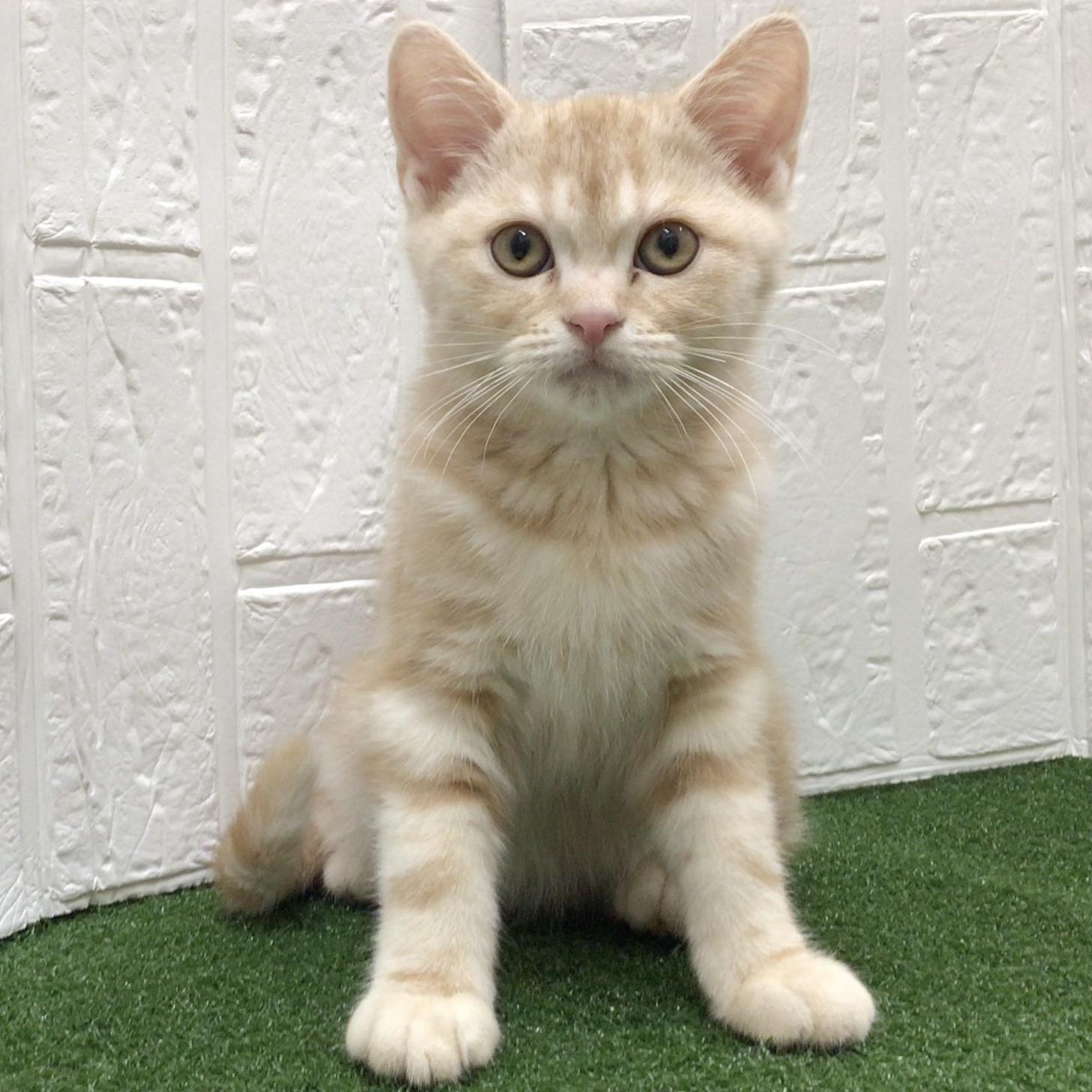 熊本県のアメリカンショートヘアー (ニコペットセレクト ドッグズホーム八代店/2025年9月3日生まれ/男の子/レッドタビー)の子猫